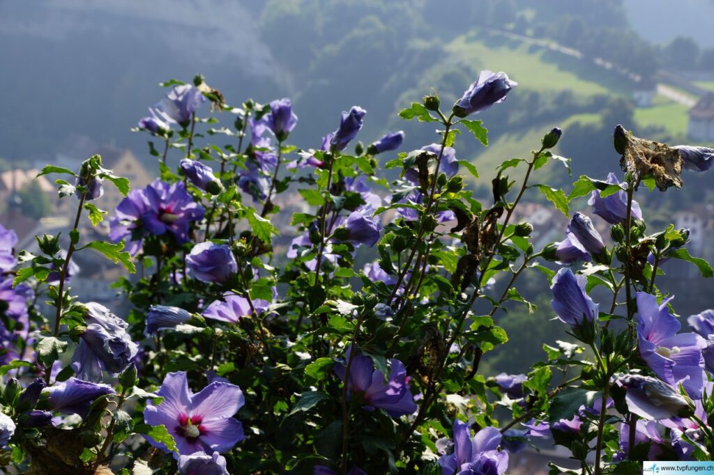 12TurnfahrtFribourg_089