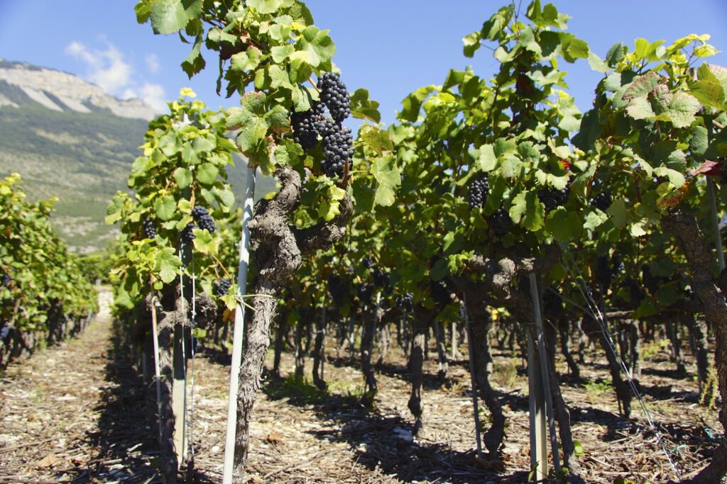 14_TV_Turnfahrt_Wallis_017