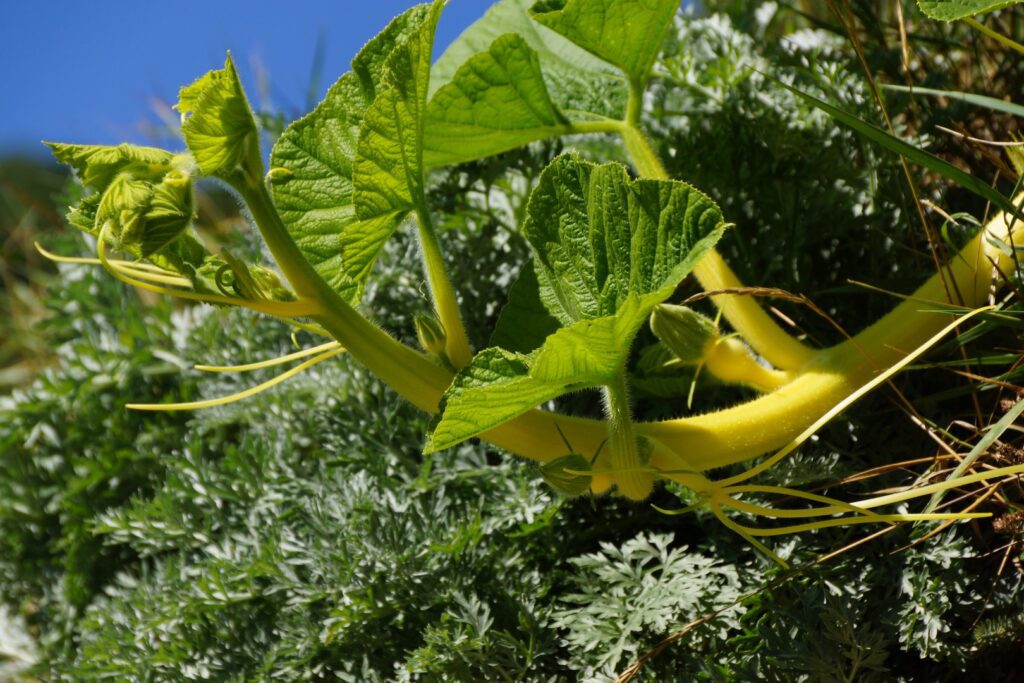 14_TV_Turnfahrt_Wallis_074