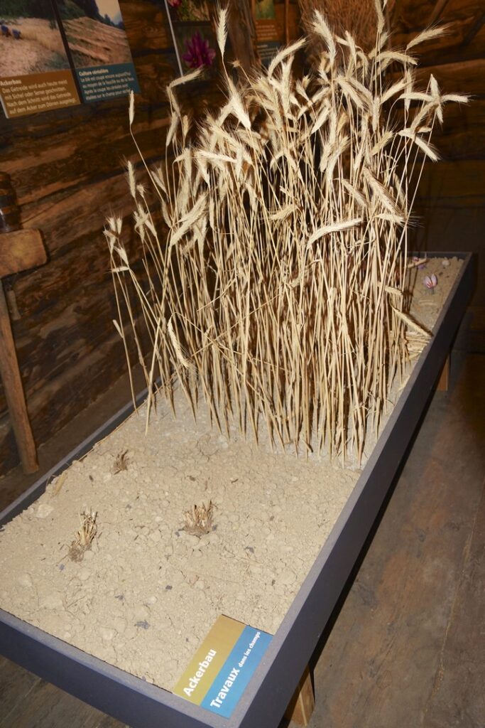 14_TV_Turnfahrt_Wallis_081