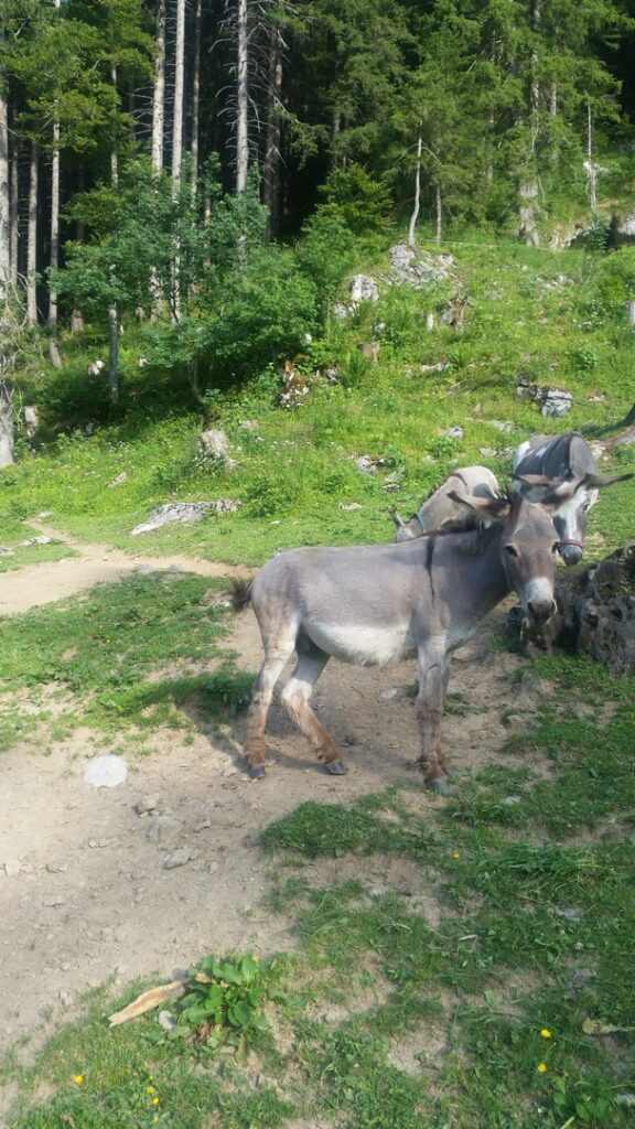 15_Jugi_Jugireise_042