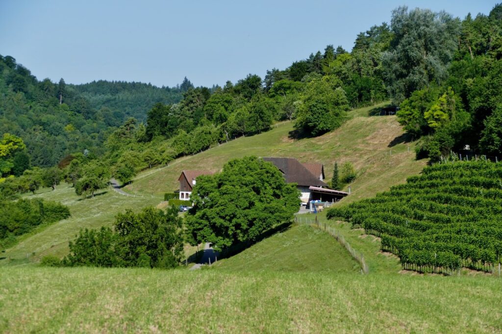 MR - Rebenturnfest in Pfungen 8. Juli 2017