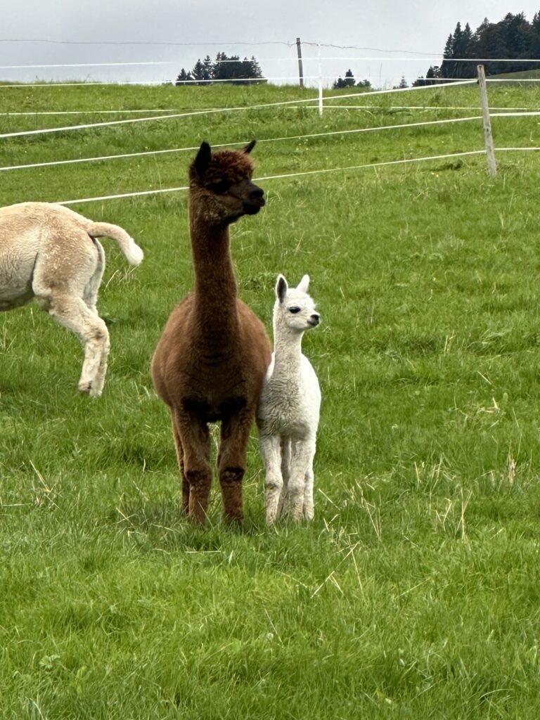 FR_2025_09_Frauenriegereise_IMG_1663